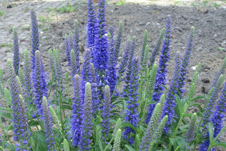 Trvalkový záhon na slunce Slunečné léto - Slunečné léto