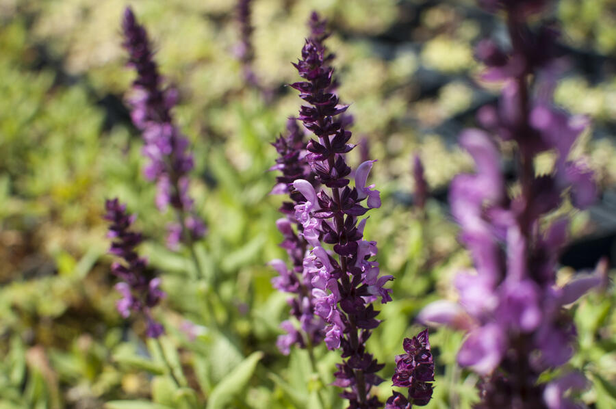 Trvalkový záhon na slunce Slunečné léto - Slunečné léto