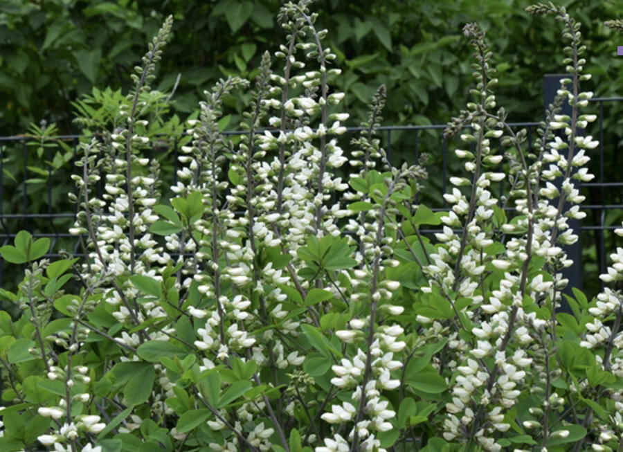 Trvalkový záhon na slunce Tón v tónu - bílá - Tón v tónu - bílá