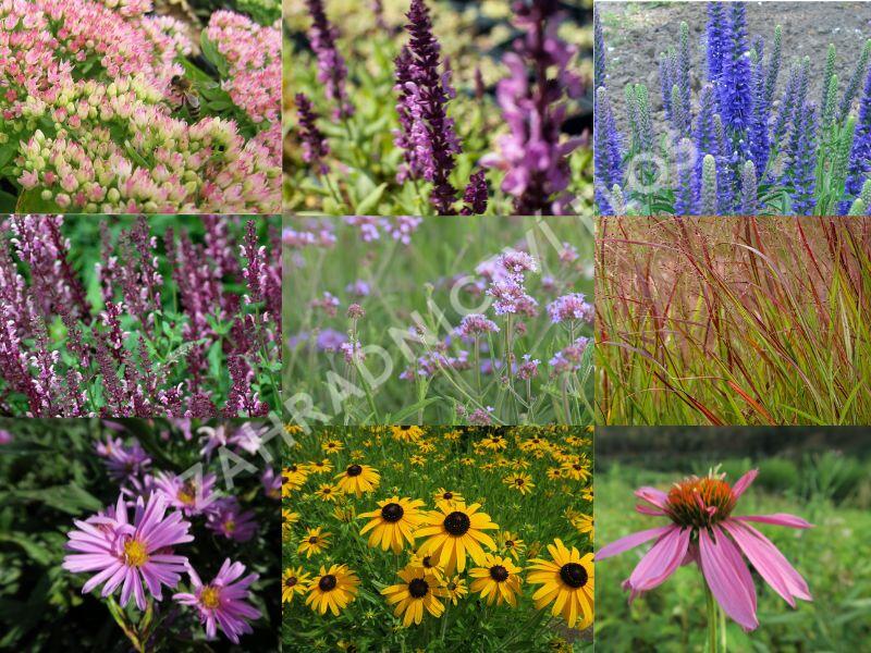 Trvalkový záhon na slunce Slunečné léto - Slunečné léto