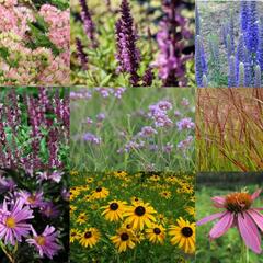 Trvalkový záhon na slunce Slunečné léto - Slunečné léto