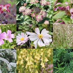 Trvalkový záhon do stínu Stinné místo - Stinné místo