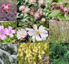 Trvalkový záhon do stínu Stinné místo - Stinné místo