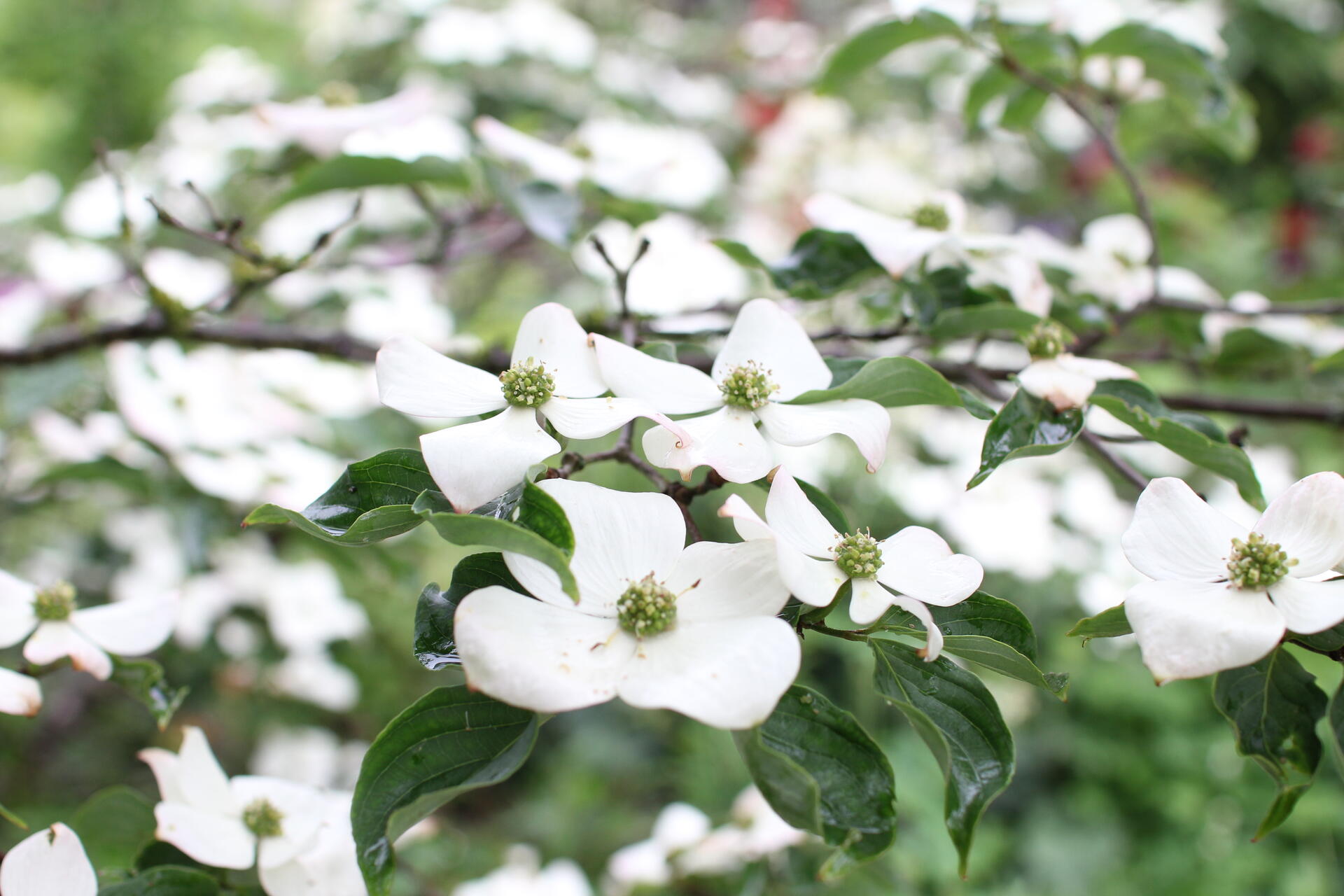 Libušín víkend otevřených zahrad