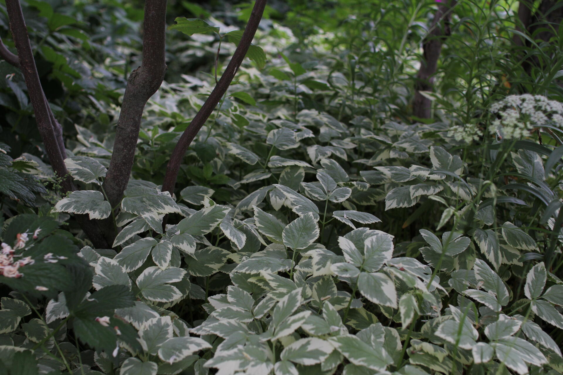 Gardenista