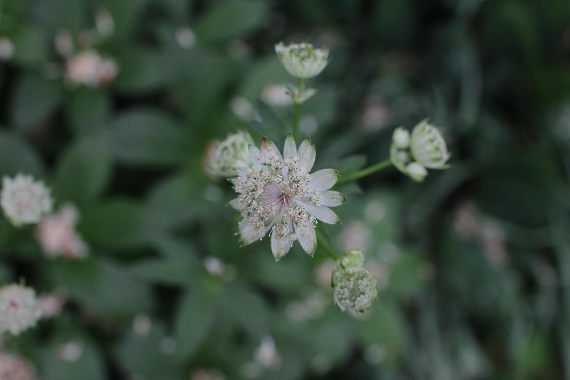Gardenista