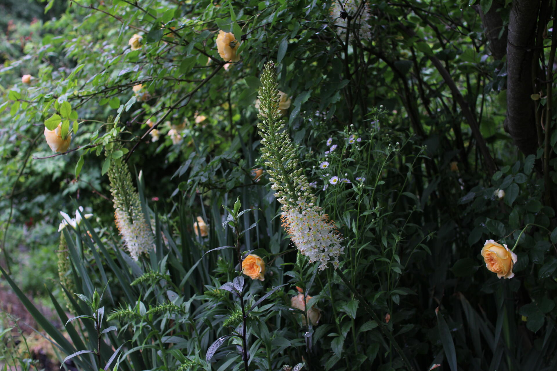 Gardenista