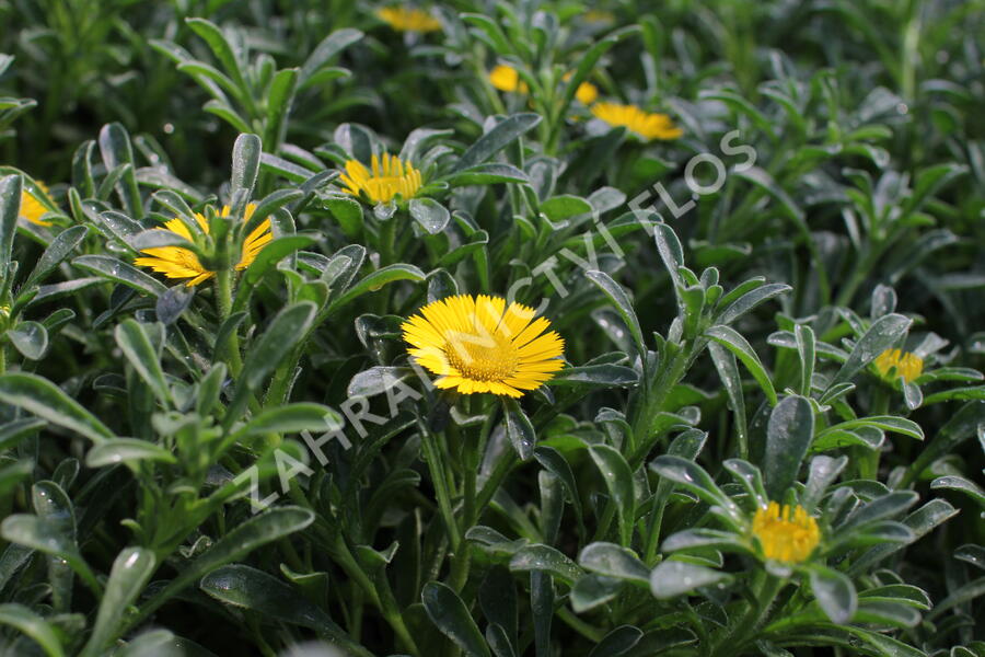 Hvězdička přímořská 'Gnom' - Asteriscus maritimus 'Gnom'