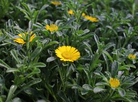 Hvězdička přímořská 'Gnom' - Asteriscus maritimus 'Gnom'