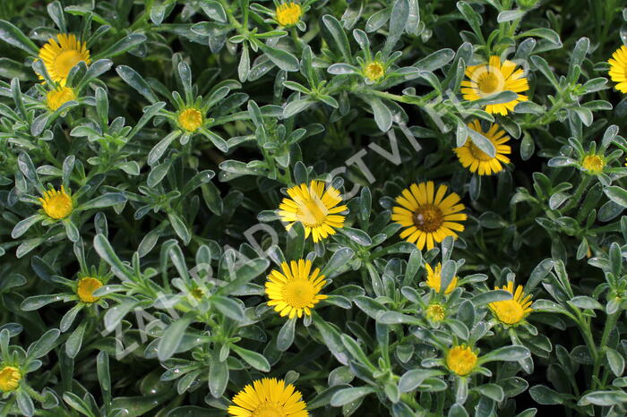Hvězdička přímořská 'Gnom' - Asteriscus maritimus 'Gnom'