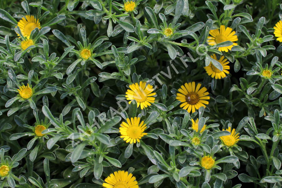 Hvězdička přímořská 'Gnom' - Asteriscus maritimus 'Gnom'