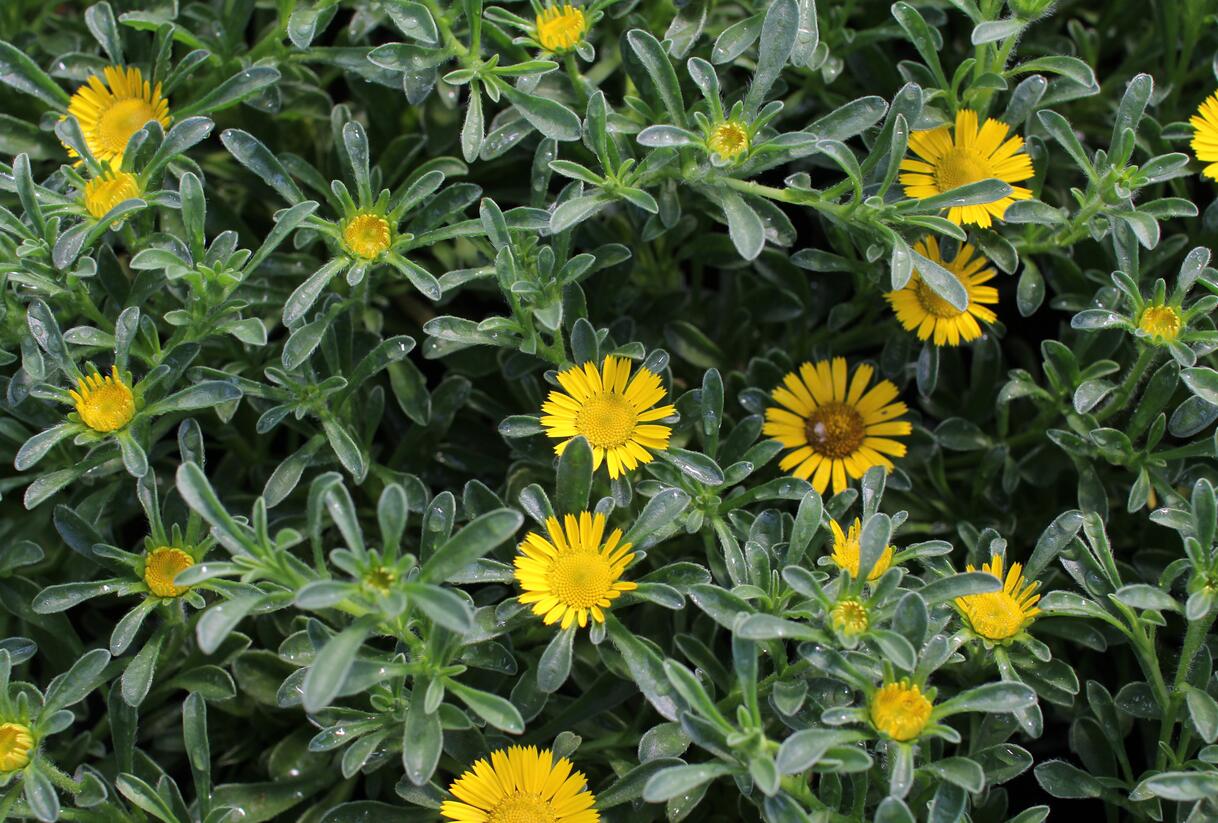 Hvězdička přímořská 'Gnom' - Asteriscus maritimus 'Gnom'