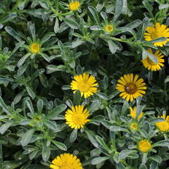 Hvězdička přímořská 'Gnom' - Asteriscus maritimus 'Gnom'