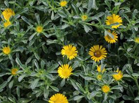 Hvězdička přímořská 'Gnom' - Asteriscus maritimus 'Gnom'