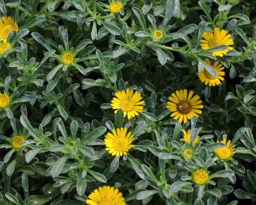 Hvězdička přímořská 'Gnom'