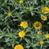 Asteriscus maritimus 'Gnom'.JPG