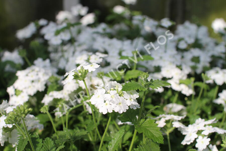 Verbena, sporýš 'Vanessa White' - Verbena hybrida 'Vanessa White'