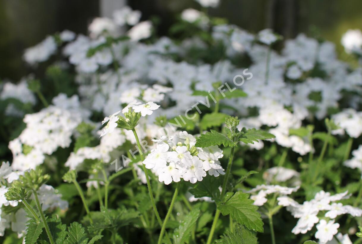 Sporýš 'Vanessa White' - Verbena hybrida 'Vanessa White'