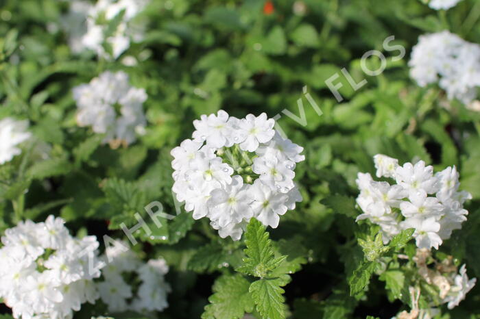 Verbena, sporýš 'Vanessa White' - Verbena hybrida 'Vanessa White'