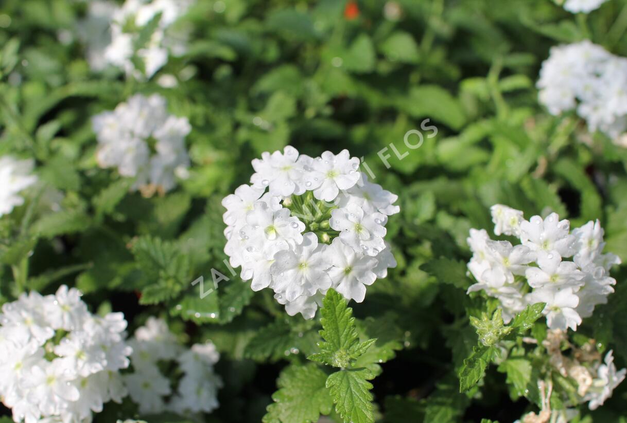Sporýš 'Vanessa White' - Verbena hybrida 'Vanessa White'