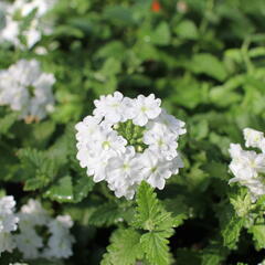 Verbena, sporýš 'Vanessa White' - Verbena hybrida 'Vanessa White'