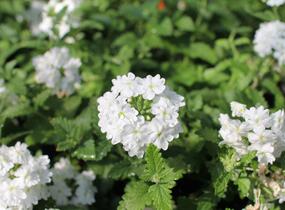 Sporýš 'Vanessa White' - Verbena hybrida 'Vanessa White'