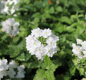 Verbena, sporýš 'Vanessa White' - Verbena hybrida 'Vanessa White'