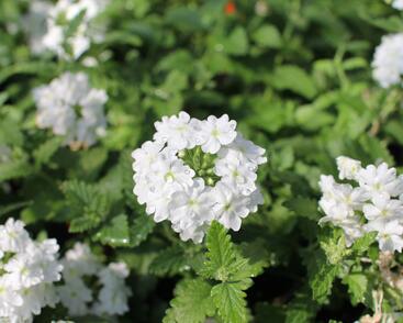 Sporýš 'Vanessa White'