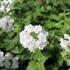 Verbena hybrida 'Vanessa White'.JPG