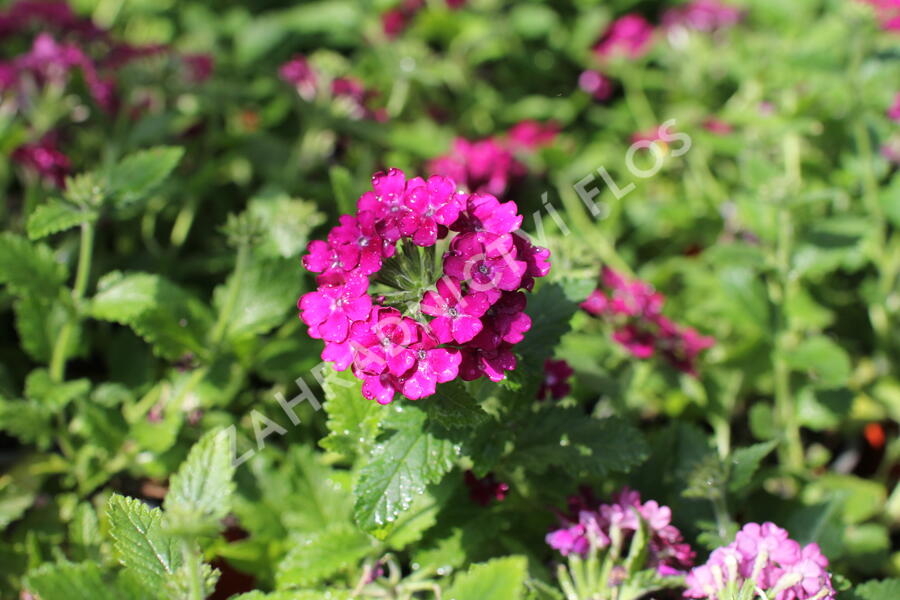 Verbena, sporýš 'Vanessa Compact Bordeaux' - Verbena hybrida 'Vanessa Compact Bordeaux'