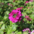 Verbena, sporýš 'Vanessa Compact Bordeaux' - Verbena hybrida 'Vanessa Compact Bordeaux'