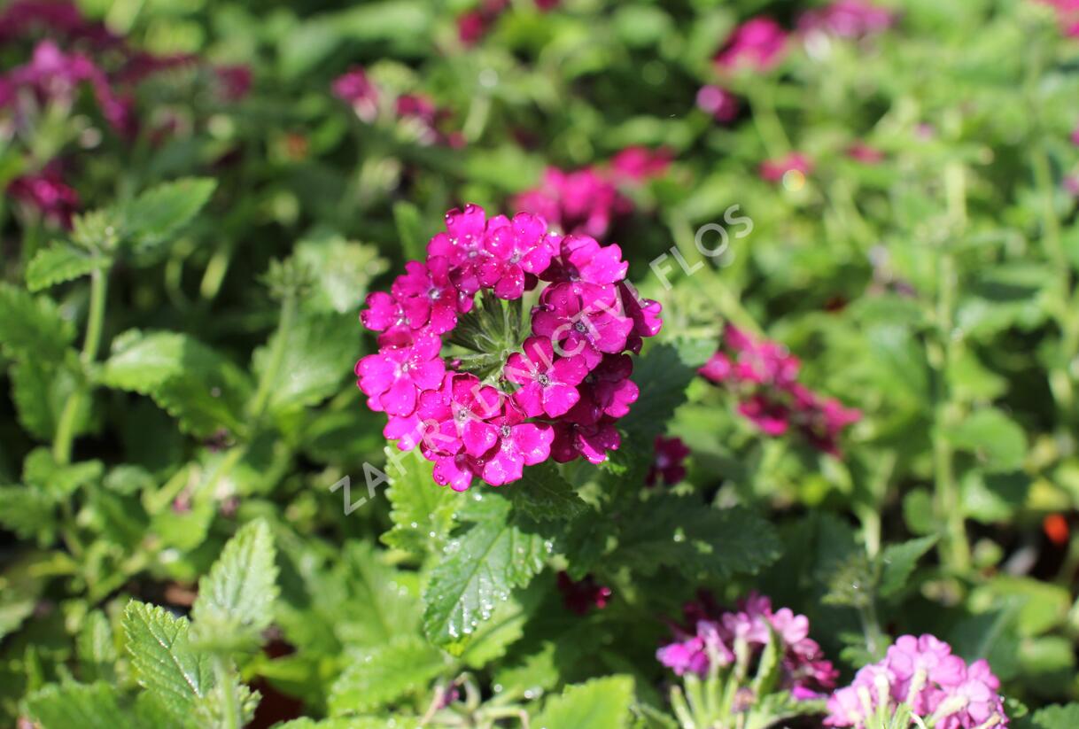 Sporýš 'Vanessa Compact Bordeaux' - Verbena hybrida 'Vanessa Compact Bordeaux'