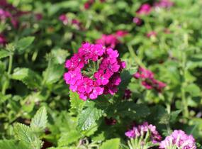 Sporýš 'Vanessa Compact Bordeaux' - Verbena hybrida 'Vanessa Compact Bordeaux'