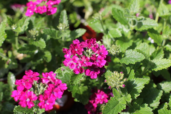 Verbena, sporýš 'Vanessa Compact Bordeaux' - Verbena hybrida 'Vanessa Compact Bordeaux'