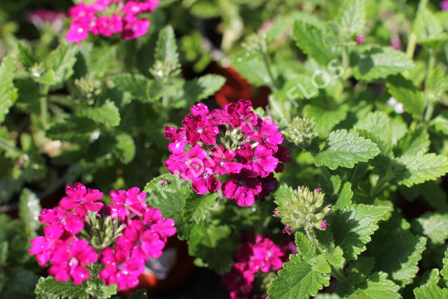 Verbena, sporýš 'Vanessa Compact Bordeaux' - Verbena hybrida 'Vanessa Compact Bordeaux'
