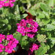 Verbena, sporýš 'Vanessa Compact Bordeaux' - Verbena hybrida 'Vanessa Compact Bordeaux'