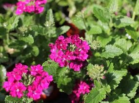 Sporýš 'Vanessa Compact Bordeaux' - Verbena hybrida 'Vanessa Compact Bordeaux'