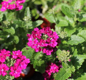 Verbena, sporýš 'Vanessa Compact Bordeaux' - Verbena hybrida 'Vanessa Compact Bordeaux'