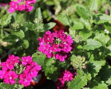 Sporýš 'Vanessa Compact Bordeaux'