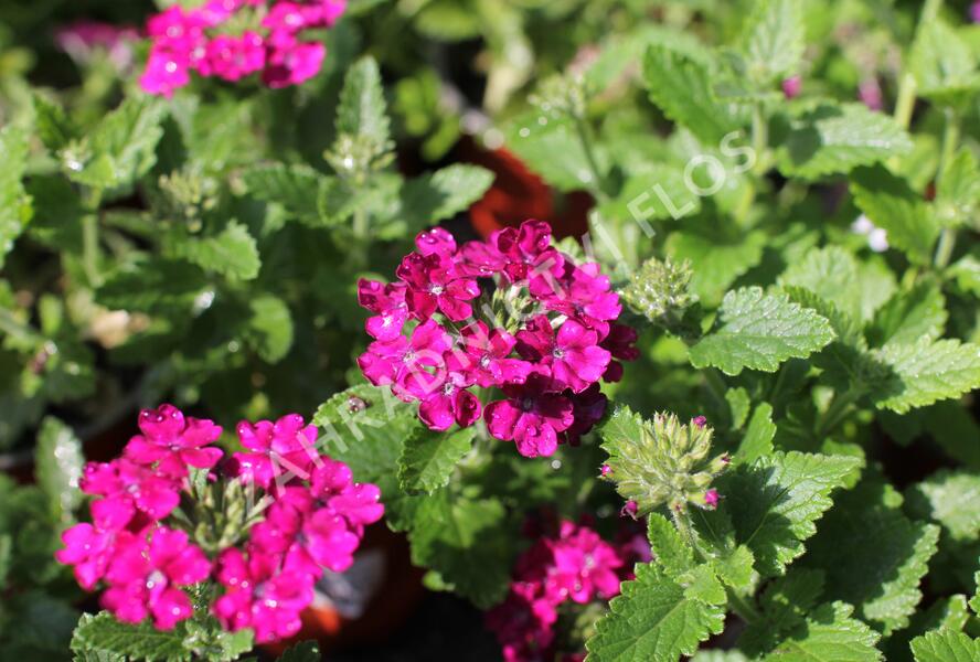 Sporýš 'Vanessa Compact Bordeaux' - Verbena hybrida 'Vanessa Compact Bordeaux'