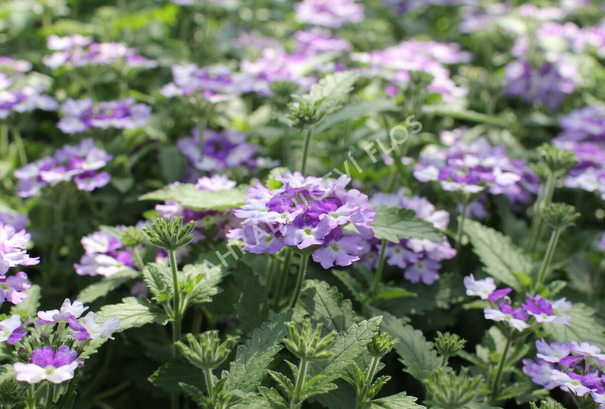 Sporýš 'Vanessa Bicolor Indigo' - Verbena hybrida 'Vanessa Bicolor Indigo'