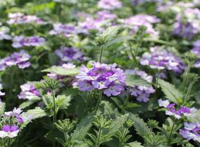 Sporýš 'Vanessa Bicolor Indigo' - Verbena hybrida 'Vanessa Bicolor Indigo'