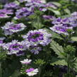 Verbena, sporýš 'Vanessa Bicolor Indigo' - Verbena hybrida 'Vanessa Bicolor Indigo'