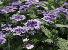 Sporýš 'Vanessa Bicolor Indigo' - Verbena hybrida 'Vanessa Bicolor Indigo'