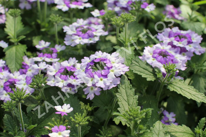 Verbena, sporýš 'Vanessa Bicolor Indigo' - Verbena hybrida 'Vanessa Bicolor Indigo'