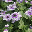 Verbena, sporýš 'Vanessa Bicolor Indigo' - Verbena hybrida 'Vanessa Bicolor Indigo'