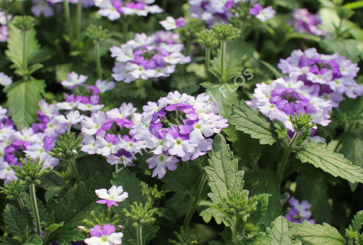 Sporýš 'Vanessa Bicolor Indigo' - Verbena hybrida 'Vanessa Bicolor Indigo'
