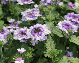 Sporýš 'Vanessa Bicolor Indigo'