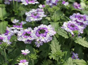 Sporýš 'Vanessa Bicolor Indigo' - Verbena hybrida 'Vanessa Bicolor Indigo'