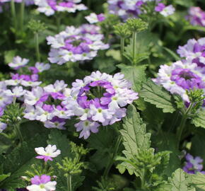 Verbena, sporýš 'Vanessa Bicolor Indigo' - Verbena hybrida 'Vanessa Bicolor Indigo'